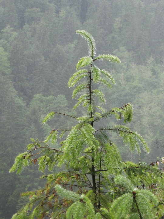 Blueberry Ave, Kenai, AK 99611 