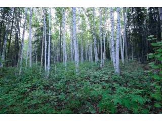 nhn Hillside Drive, Lot 1, Fairbanks, AK 99709 