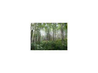 1650 Tungsten Trail, Fairbanks, AK 99712 