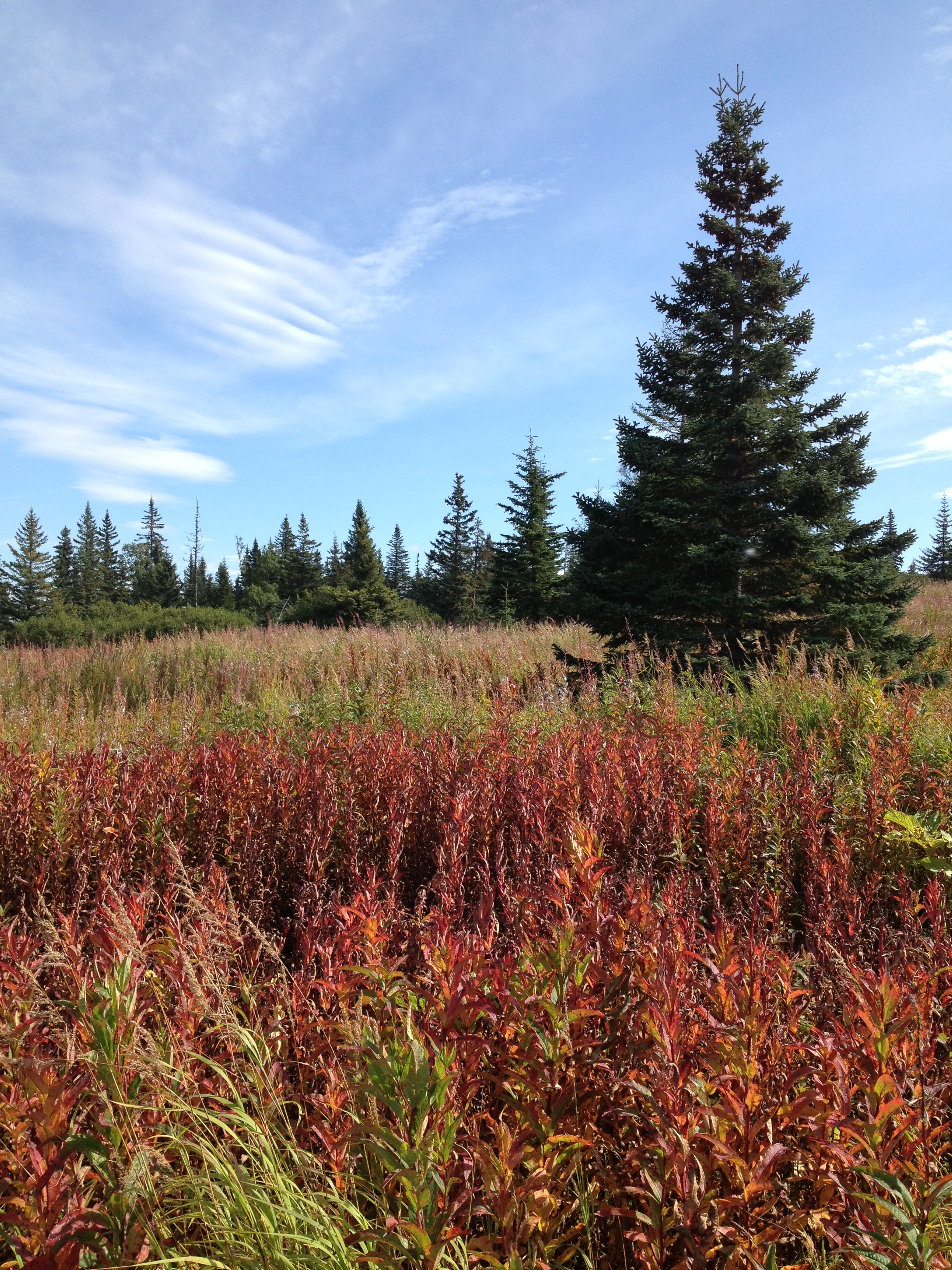 17630 Kimeluk Street, Ninilchik, AK 99639 