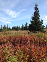 17630 Kimeluk Street, Ninilchik, AK 99639 