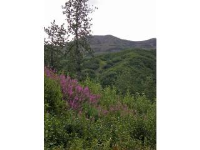 Lot 48 Cache Creek Recreational, Trapper Creek, AK 99683 