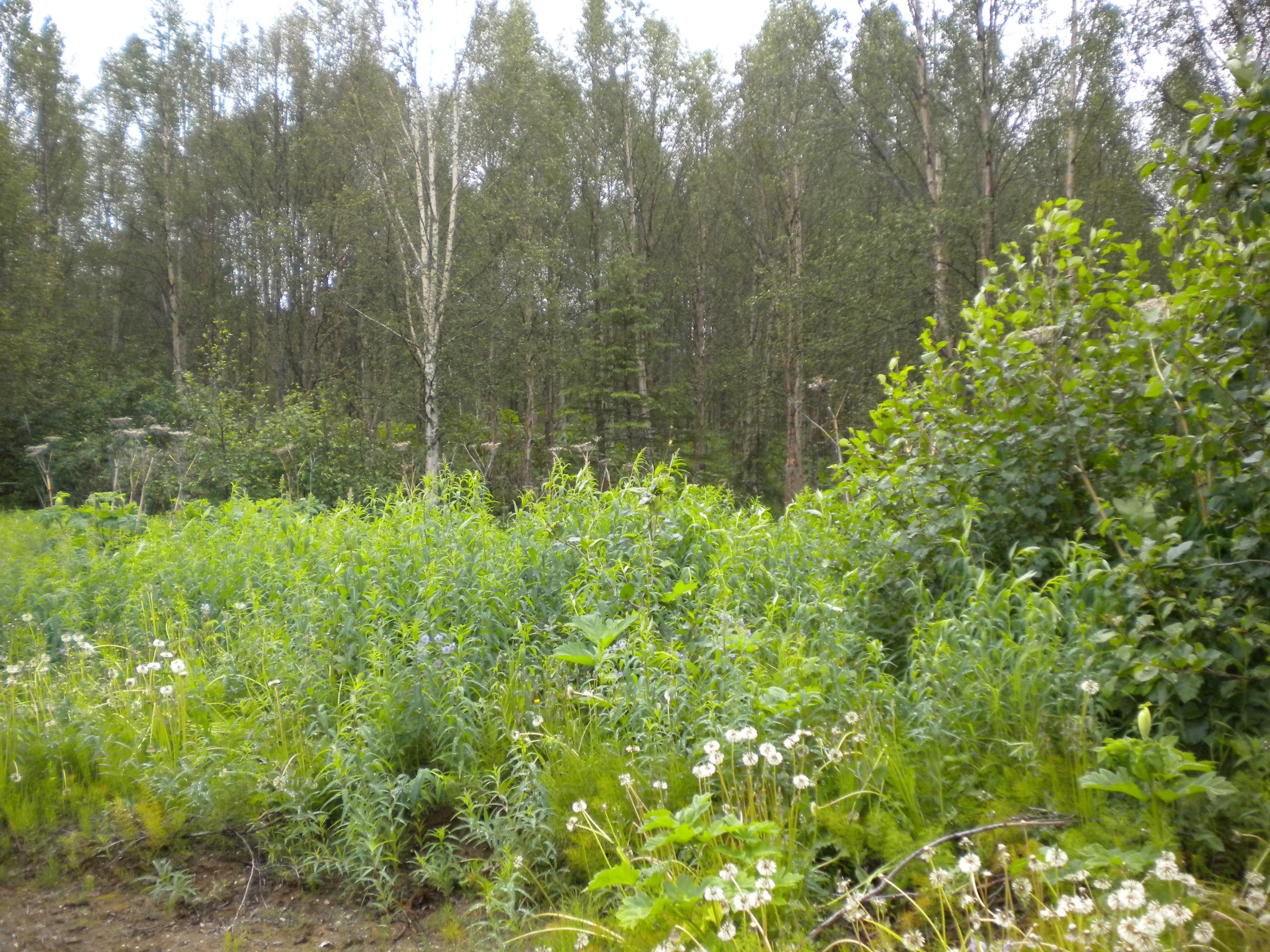 51101 Crestview Ave, Kenai, AK 99611 