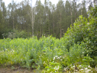 51101 Crestview Ave, Kenai, AK 99611 