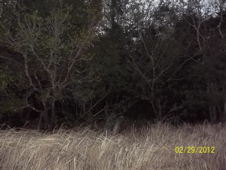 6230 Oak Rd, Gulf Shores, AL 36542 