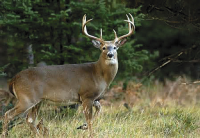 Highway 35, Woodville, AL 35776 