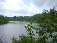 TBD Jones Town Road, Clio, AL 36017 