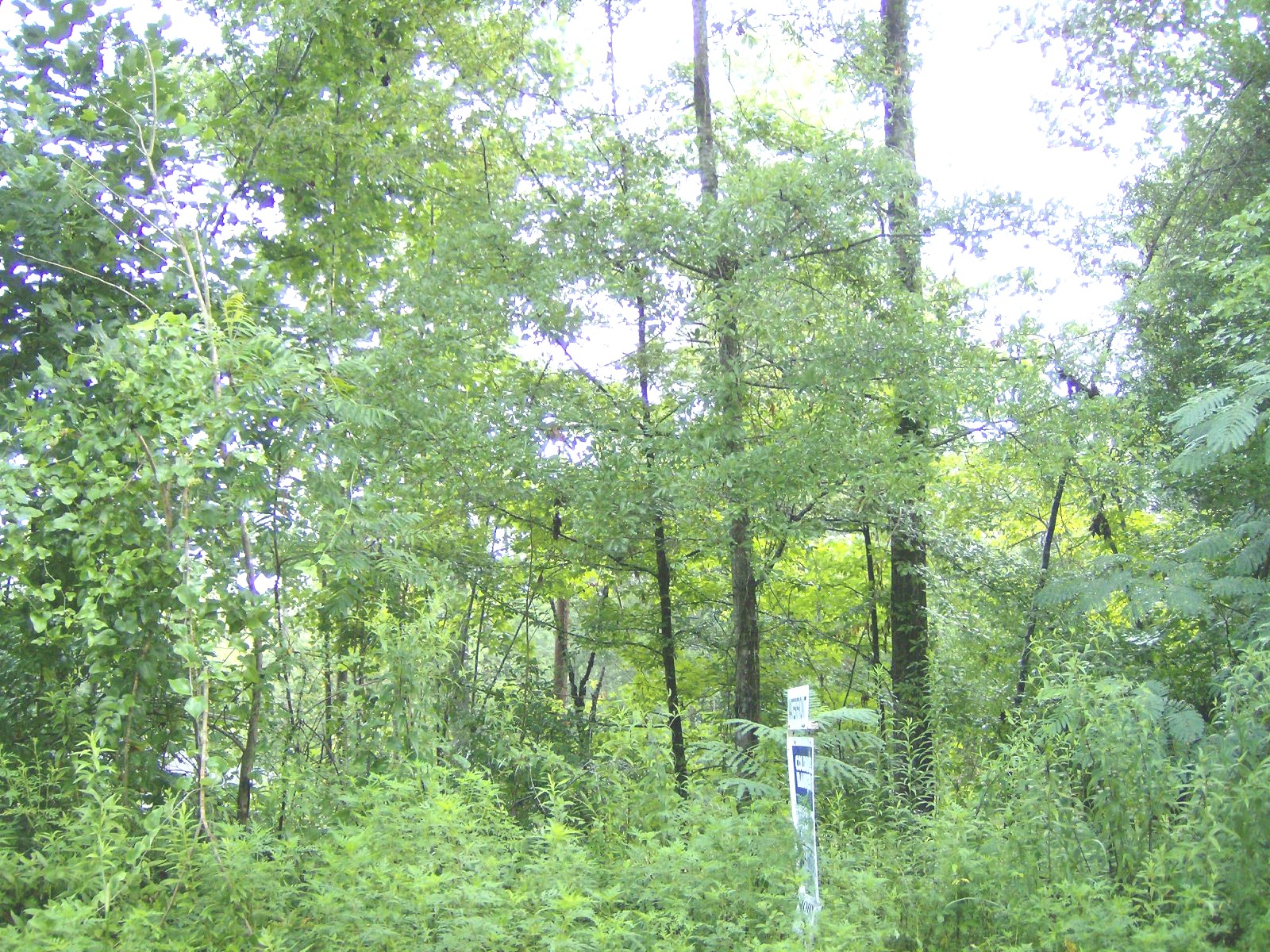 LOT 7, LOOKOUT Dr, Eufaula, AL 36027 