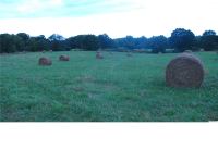 Rose Road, Albertville, AL 35951 