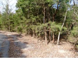 Cedar Circle, Guntersville, AL 35976 