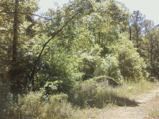 Lot 47-51 Andrew Jackson Road, Alexander City, AL 35010 