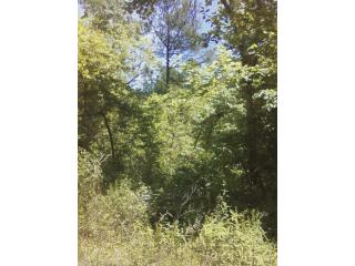Lot 23 Old Hickory Road, Alexander City, AL 35010 