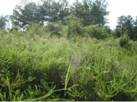 LOT 2 CAIN CREEK, Sylacauga, AL 35151 