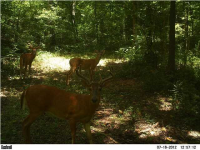 151 Garrison Rd., Lexington, AL 35648 