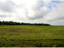 0 Judge Logue Road, Newton, AL 36352 