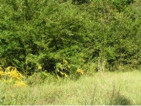 26356 Antioch Rd, Andalusia, AL 36421 