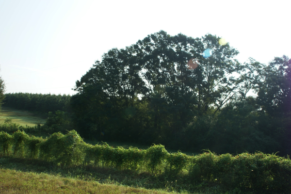 Lot 7 &amp; 8 Paschal Farms, Enterprise, AL 36330 