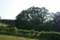 Lot 7 &amp; 8 Paschal Farms, Enterprise, AL 36330 