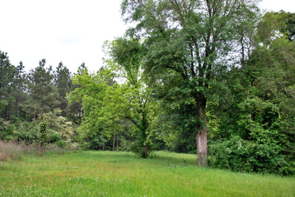 0 Lee Road 97, Opelika, AL 36801 