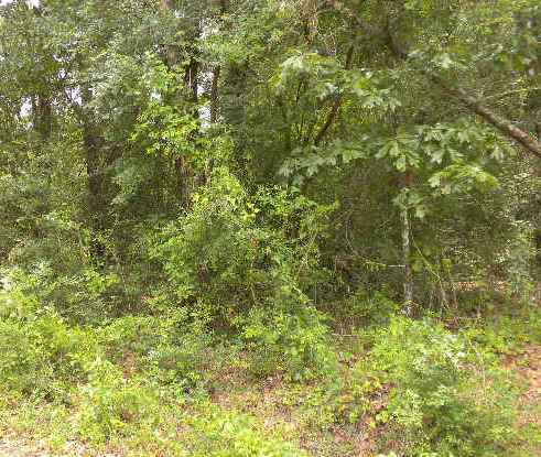 0 Whitehouse Fork Rd, Bay Minette, AL 36507 