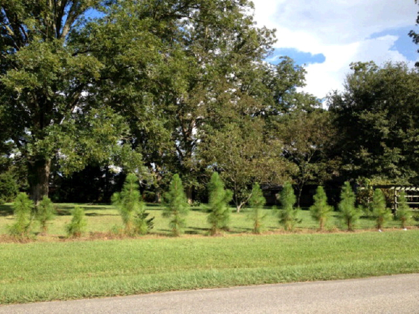 0 East County Road 54 #6, Daphne, AL 36526 