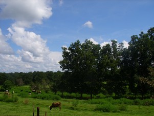 3 Highway 55, Red Level, AL 36474 