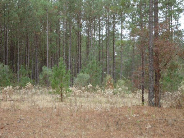 53 Powell Dr, Phenix City, AL 36875 