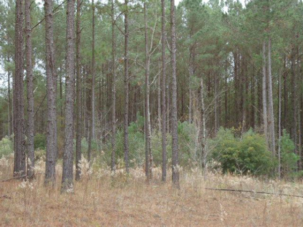 55 Powell Dr, Phenix City, AL 36875 