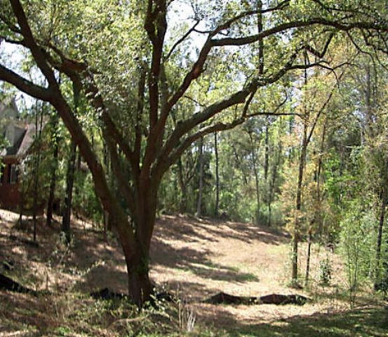 0 Country Woods Drive, Fairhope, AL 36532 