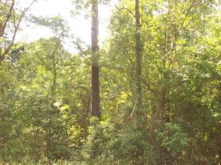 0 Boykin Blvd., Lillian, AL 36549 