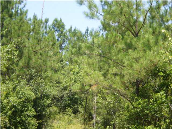 0 Topton Rd, McIntosh, AL 36553 