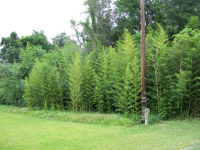 7055 Old Shell Rd, Mobile, AL 36608 