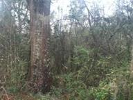 TBD COUNTY ROAD 53, Skipperville, AL 36374 