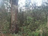 TBD COUNTY ROAD 53, Skipperville, AL 36374 