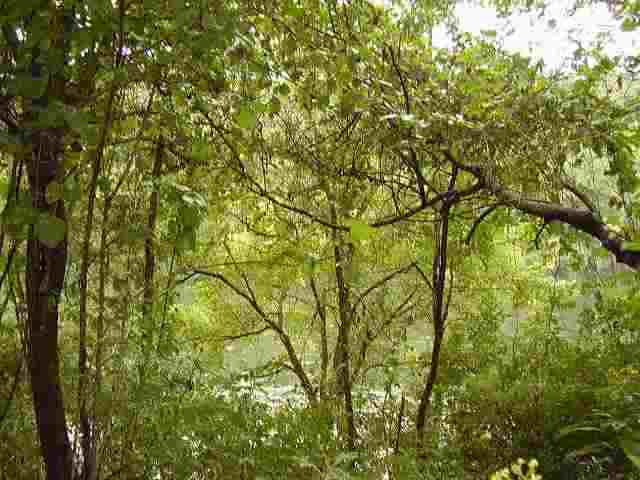 Lot 28 Scarlet Oaks Lane Ln, Cotter, AR 72626 