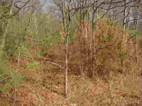 Denton Ferry Rd, Cotter, AR 72626 