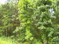 504 W Somonauk Drive, Diamond City, AR 72630 