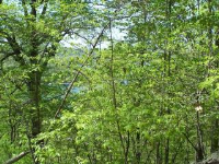 Center Road E., Eureka Springs, AR 72631 