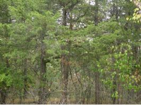 4 Mission Hills Ln., Holiday Island, AR 72631 