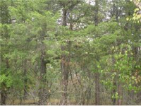 13 Oak Point Ln, Holiday Island, AR 72631 