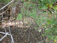 Thunderbird Dr, Holiday Island, AR 72631 