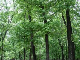 44 Arapahoe Dr, Holiday Island, AR 72631 