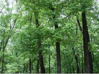 44 Arapahoe Dr, Holiday Island, AR 72631 