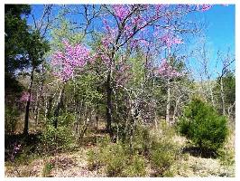 188 Valley Dr, Holiday Island, AR 72631 