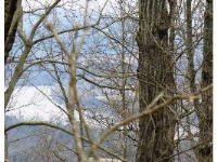 00 CR 206, Eureka Springs, AR 72632 