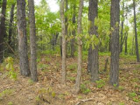 Gum Sprigs Rd, Jasper, AR 72641 