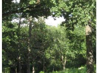 Lot 15 Kings Hill Estate, Berryville, AR 72616 