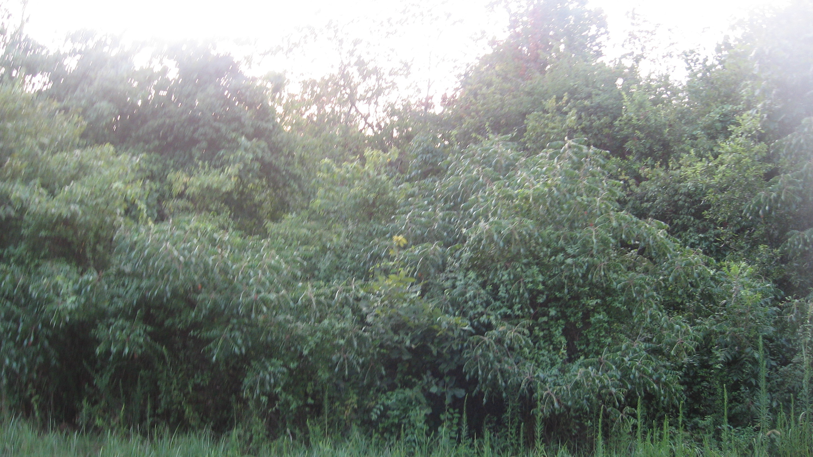 St. Joe Road, Atkins, AR 72823 