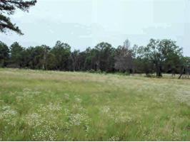 CR 3351 Woodland Hills, Clarksville, AR 72830 