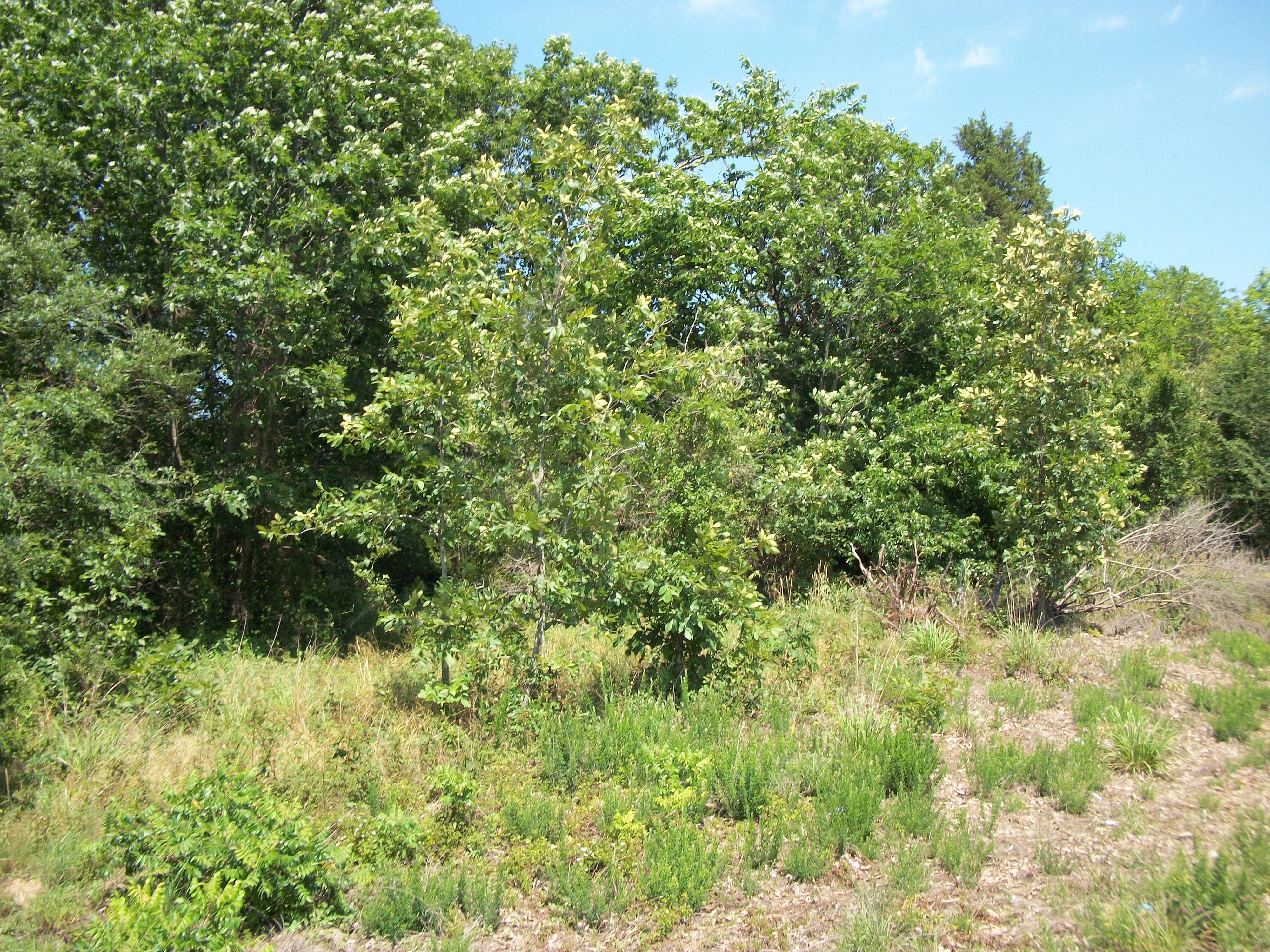 3 Acres N. Main St, Coal Hill, AR 72832 